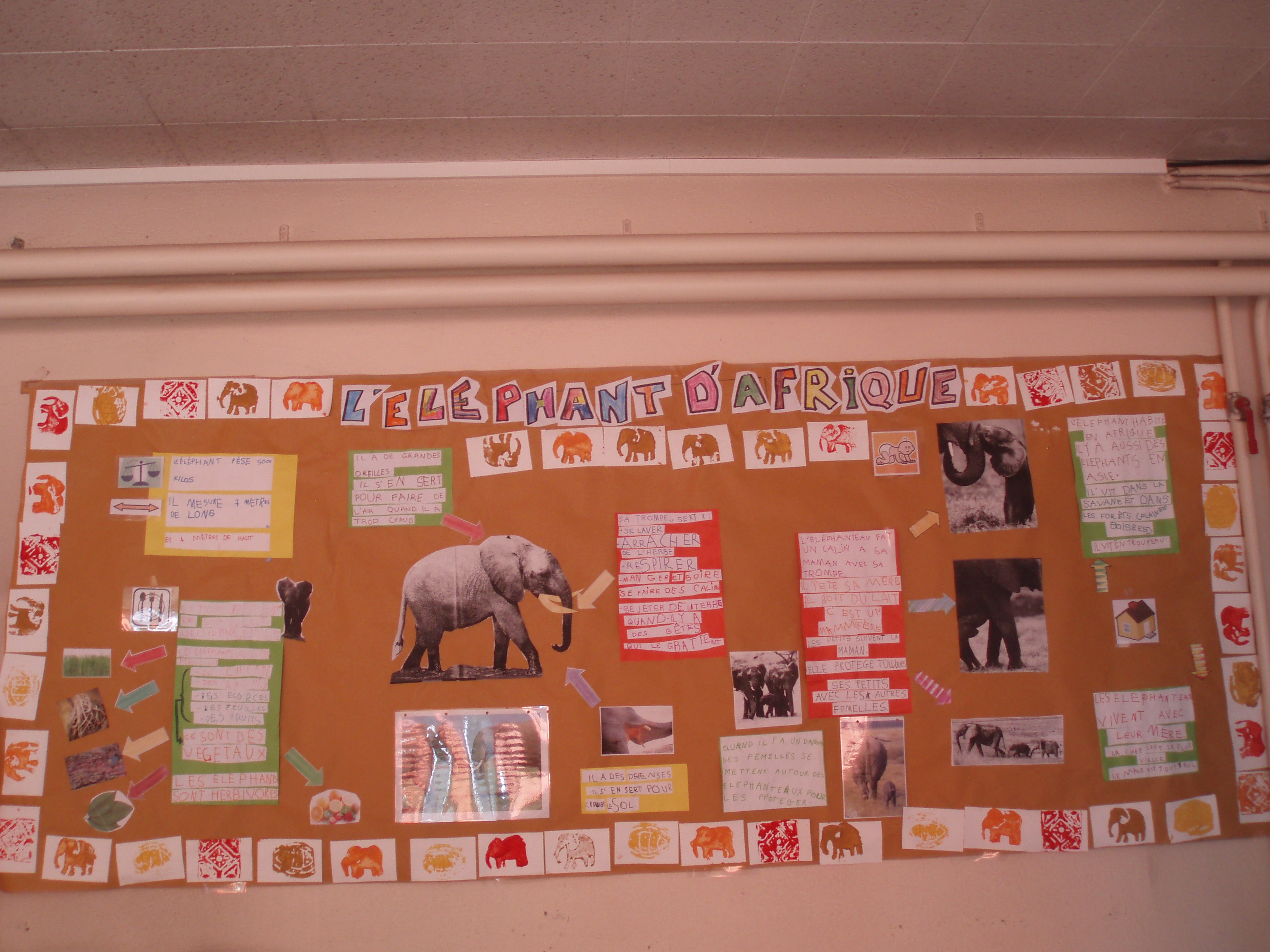 elephant